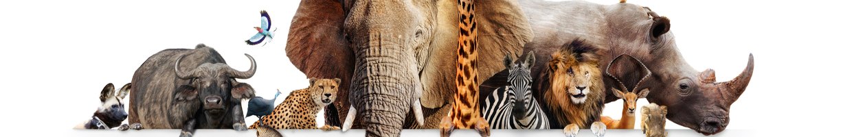 A montage of various African animals, including a buffalo, leopard, elephant, zebra, and lion.