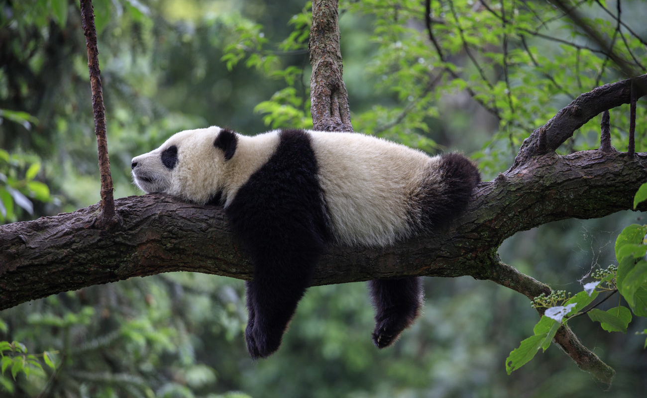 A panda bear lying down on a tree branch.