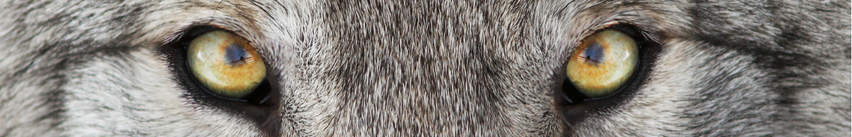 Close-up of a gray wolf’s eyes.