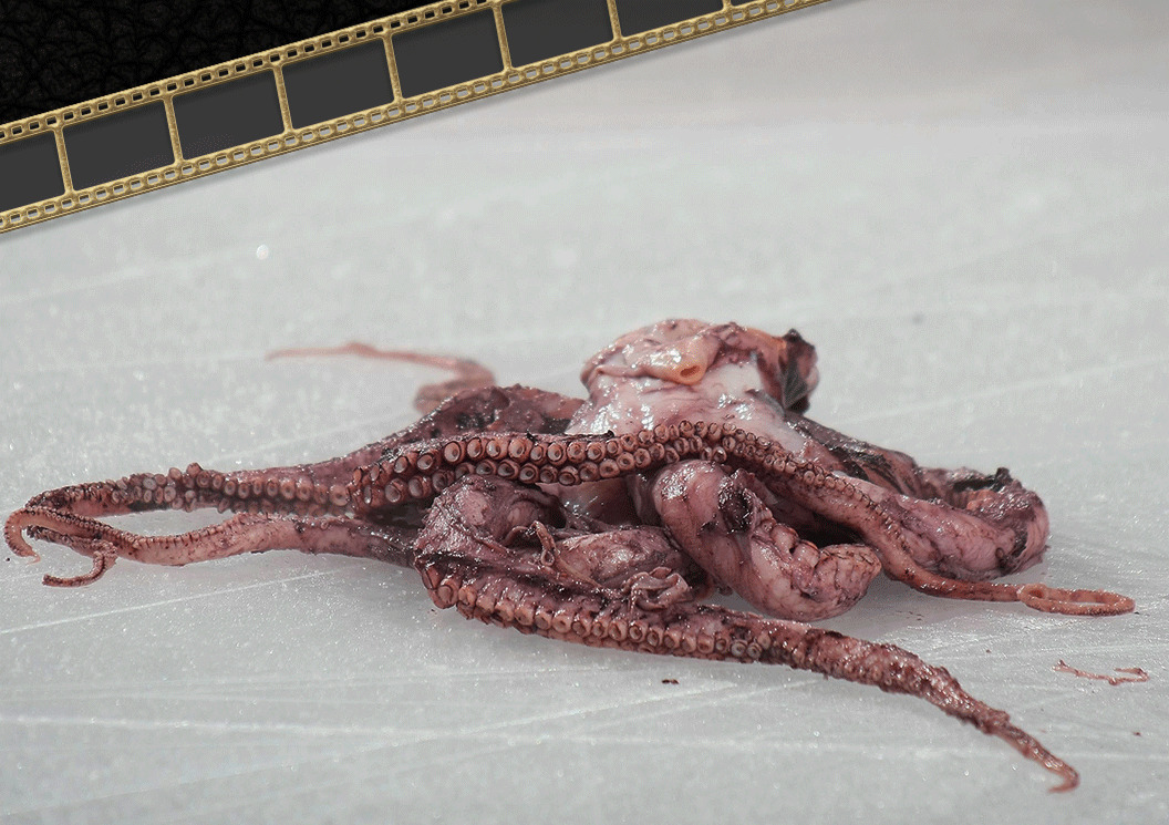 A dead octopus on an ice rink with decorative gold film roll clipart on the left corner