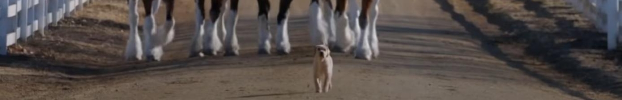 The Budweiser "Puppy Love" commercial from 2014 is one of the best Super Bowl ads of all time. (YouTube: Budweiser Brasil)